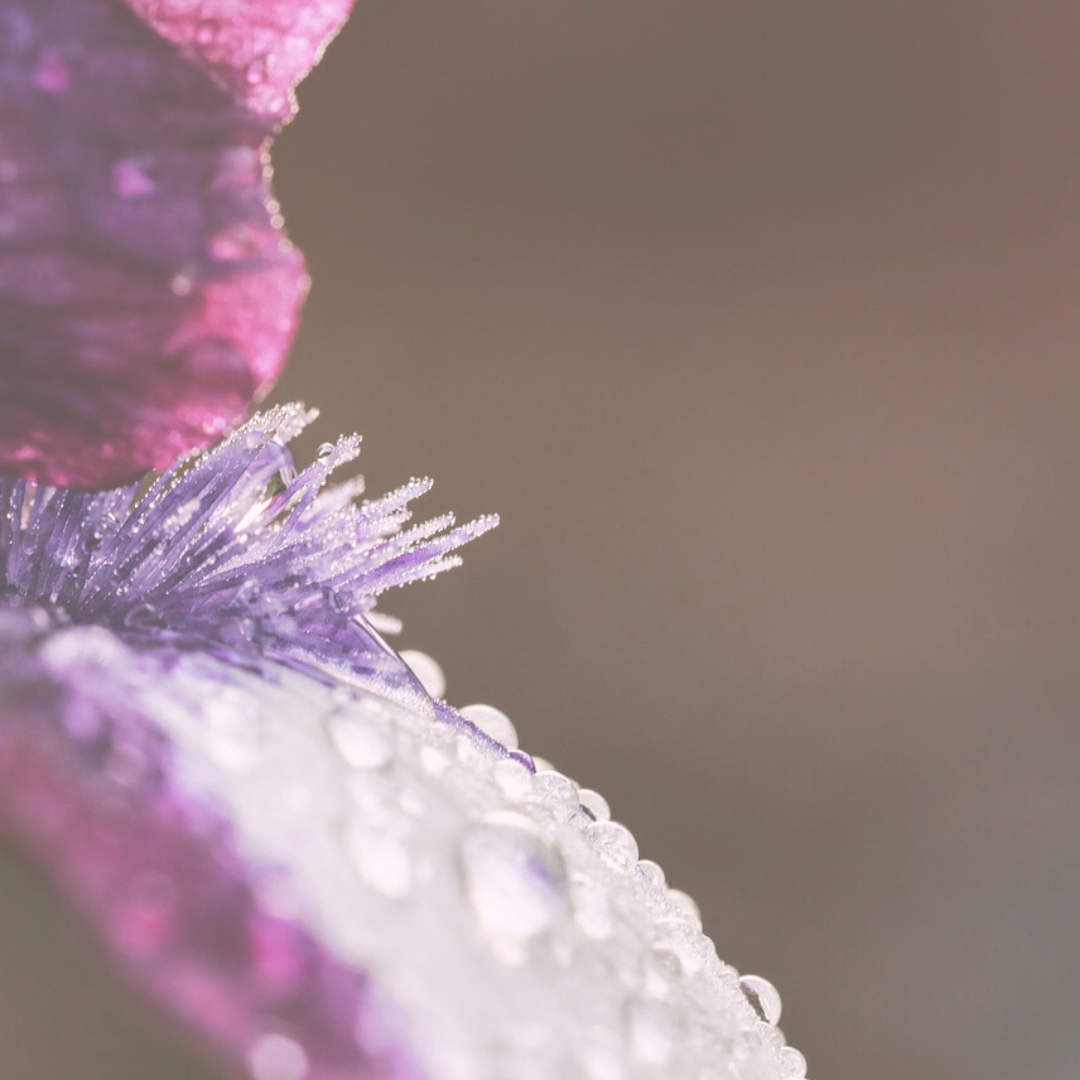 Laboratoire de Clémentine Humeau Artiste Parfumeur